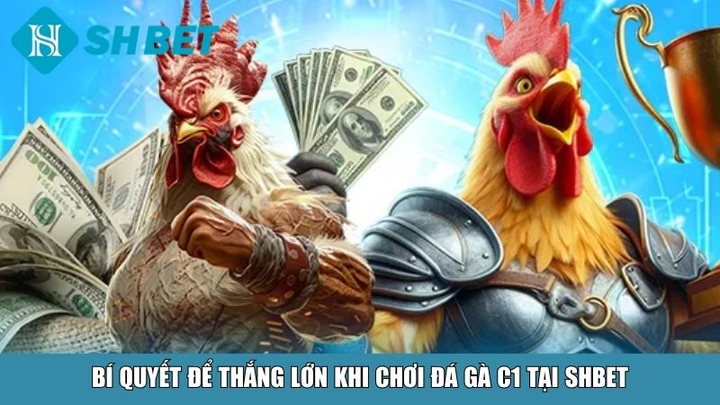 Bí quyết để thắng lớn khi chơi đá gà C1 tại SHBET