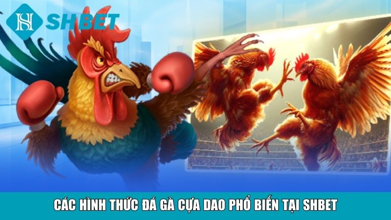 Các hình thức đá gà cựa dao phổ biến tại SHBET