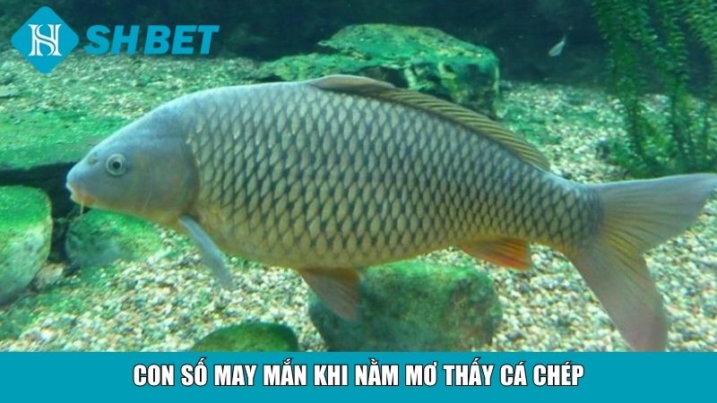 Con số may mắn khi nằm mơ thấy cá chép