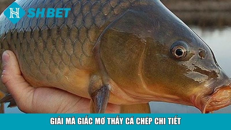 Giải mã giấc mơ thấy cá chép chi tiết