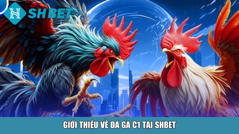 Giới thiệu về đá gà C1 tại SHBET