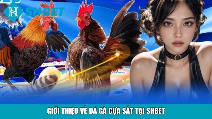 Giới thiệu về đá gà cựa sắt tại SHBET