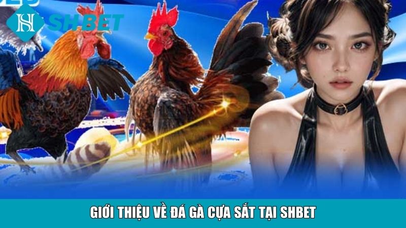 Giới thiệu về đá gà cựa sắt tại SHBET