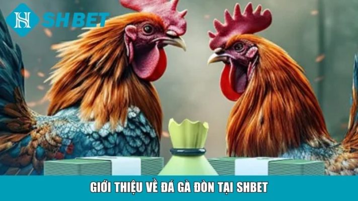 Giới thiệu về đá gà đòn tại SHBET