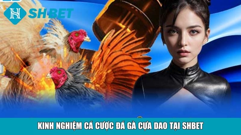 Kinh nghiệm cá cược đá gà cựa dao tại SHBET