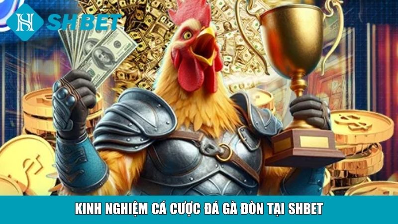 Kinh nghiệm cá cược đá gà đòn tại SHBET