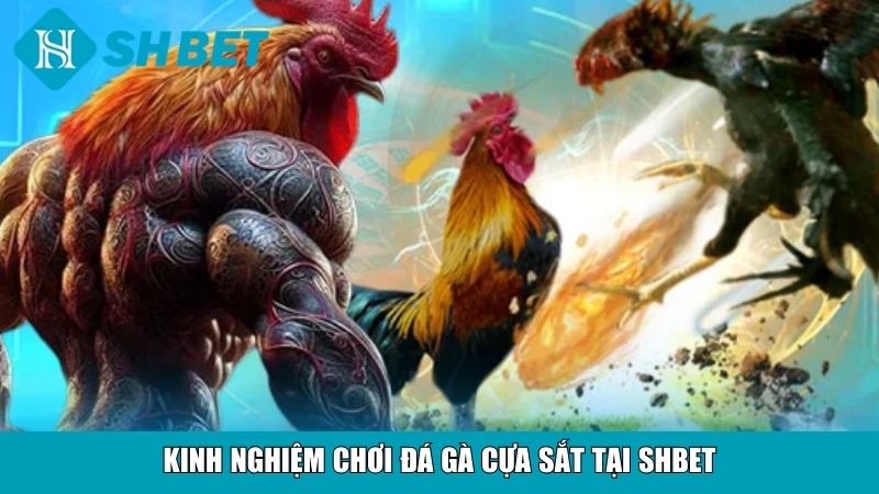 Kinh nghiệm chơi đá gà cựa sắt tại SHBET