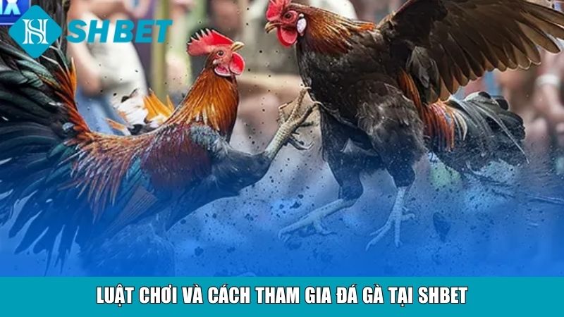 Luật chơi và cách tham gia đá gà tại SHBET